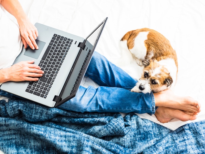 Pet, man, animal, bedroom, home office, computer, technology, surfing, working, blanket, white, barefoot, jeans