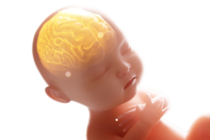 Babys brain and nervous system,3d rendering fetus with brain x-ray inside, 3d illustration.