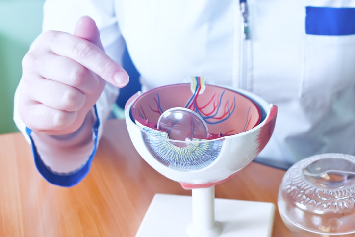 Ophthalmology oculus sample closeup. Ophthalmology, eye model close-up. The ophthalmologist is holding a model of the eye.