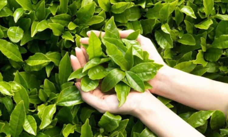 innisfree, skincare